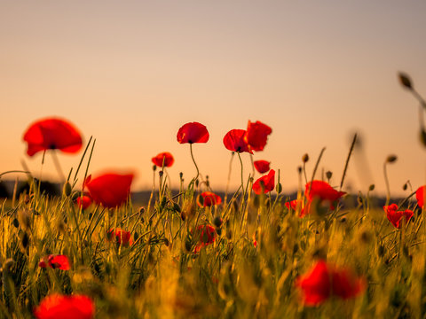 ANZAC Day remembrance